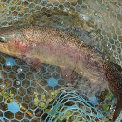 今季２匹目のイトウをキャッチ ～フィッシングパーク高島の泉～